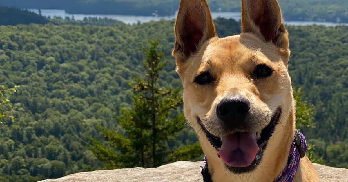 happy dog on mountain summit