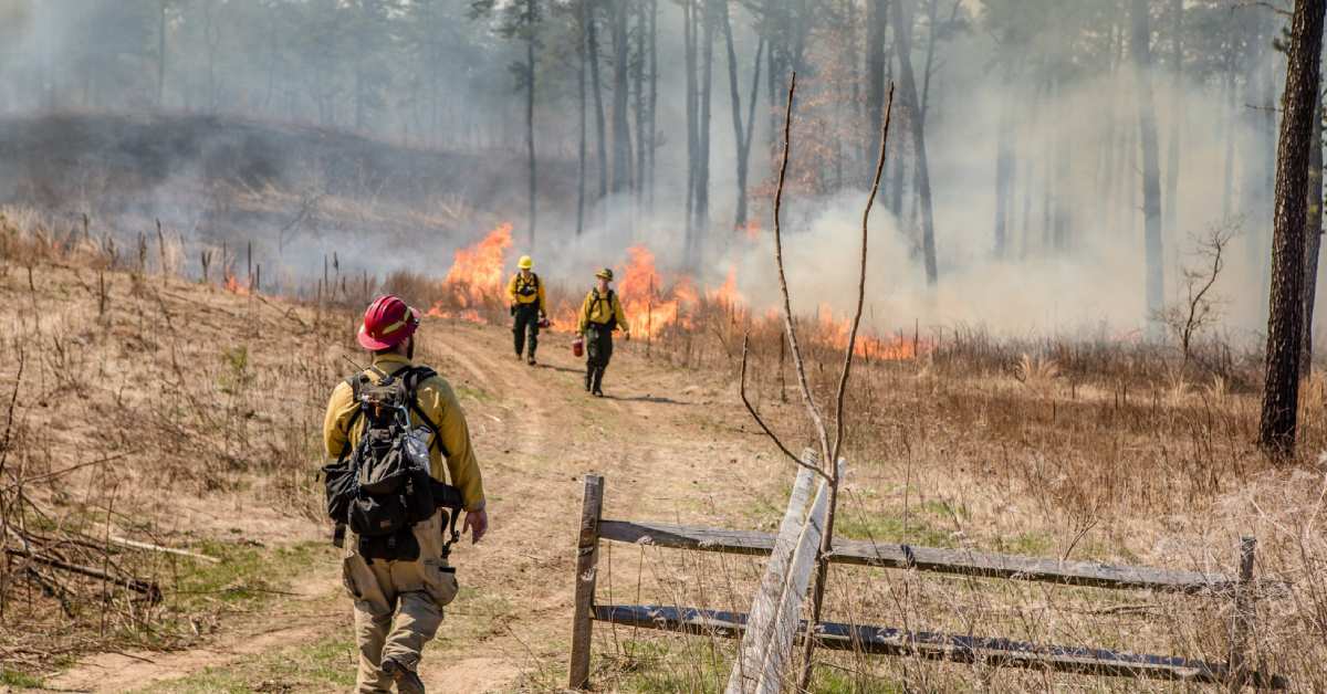 Firefighters walking towards a controlled burn of the nature park