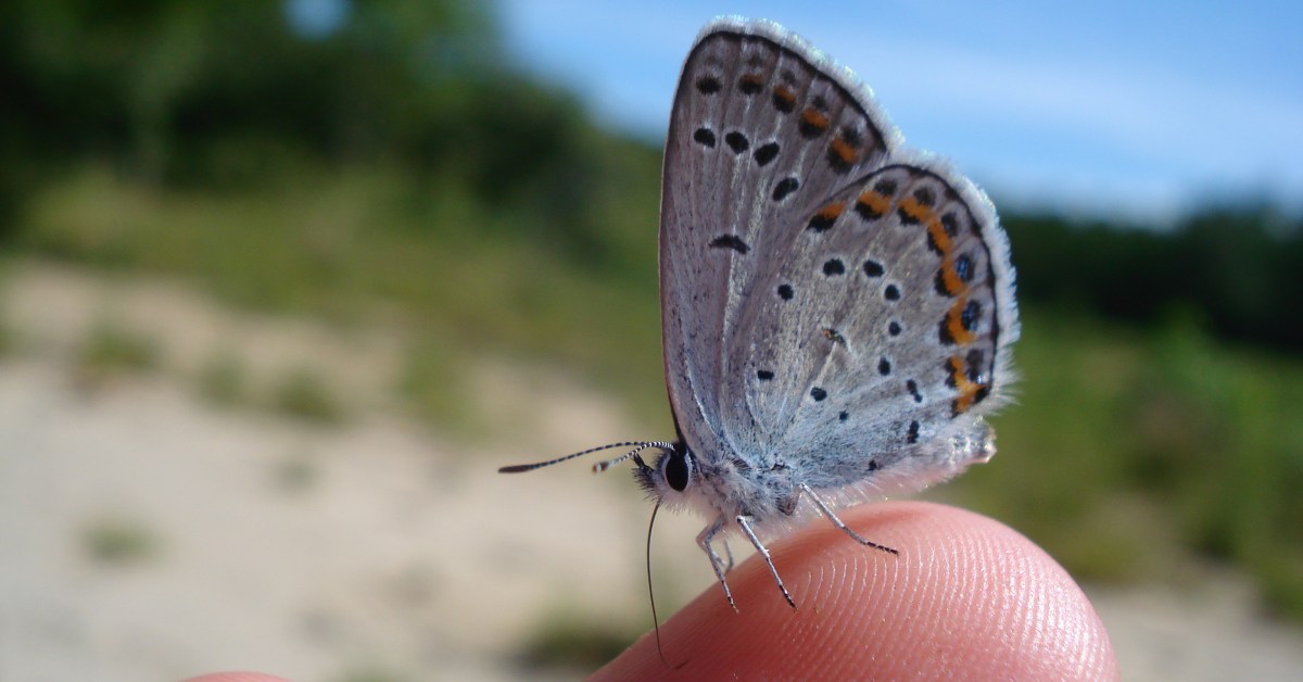 Close-up of a white butterfly sitting on a finger