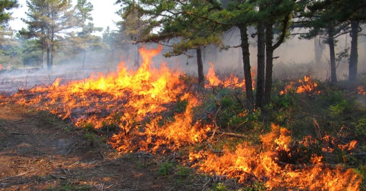 Part of grass on fire as a part of a controlled burn 