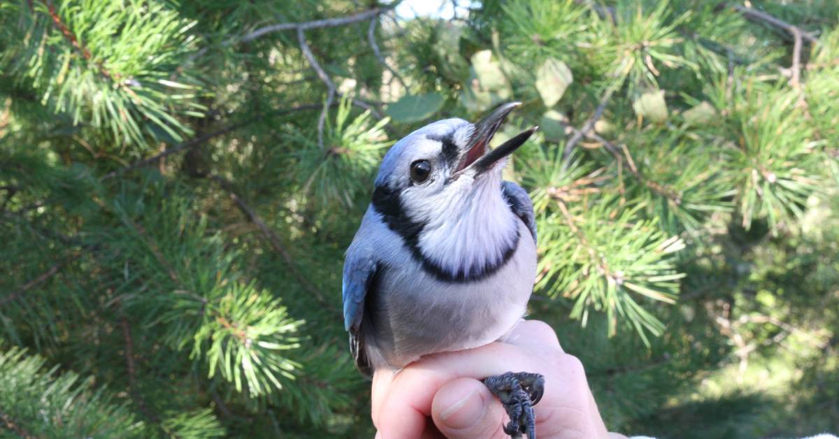 Close-up of a hand holding a blue jay