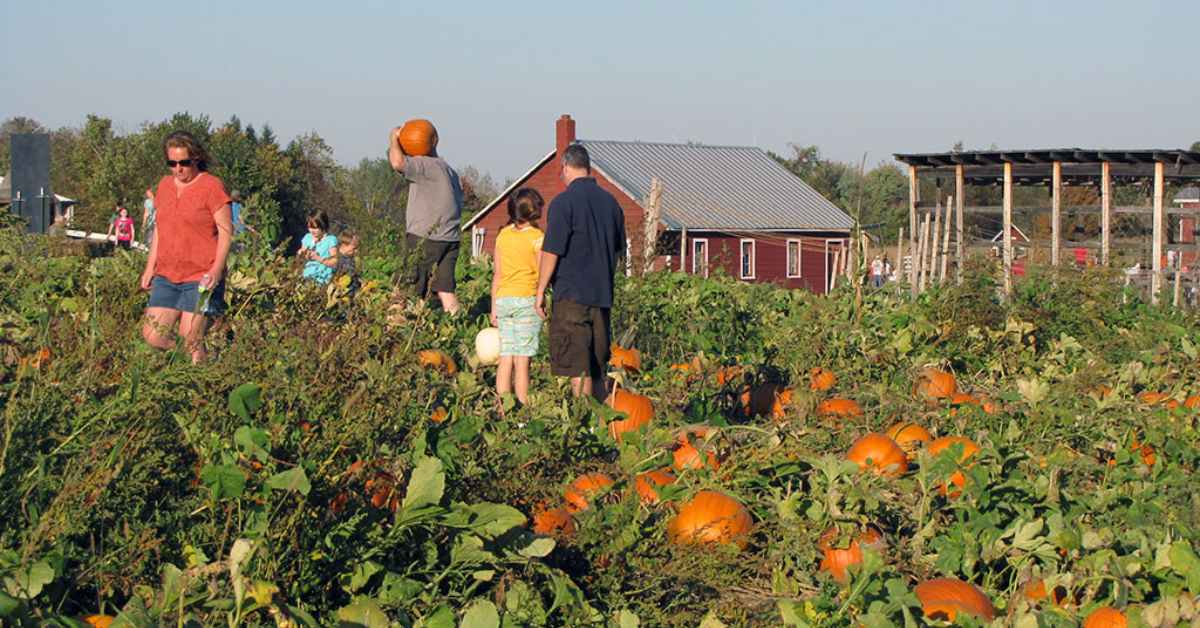 People standing in a pumpkin patch on a farm with a red barn in the background