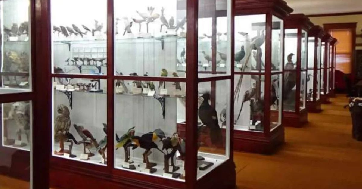 bird exhibits on display in a museum