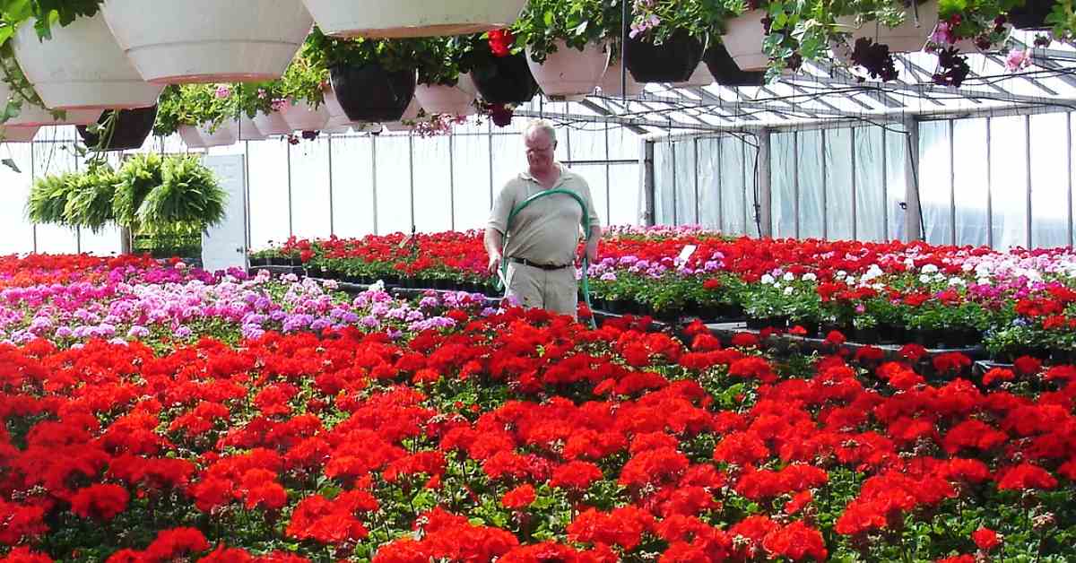 a man watering red and pink flowers in a greenhouse