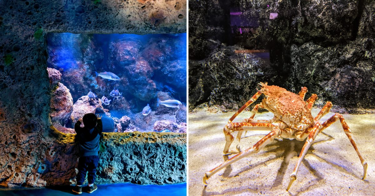 toddler looks at fish in aquarium on the left, crab on the right