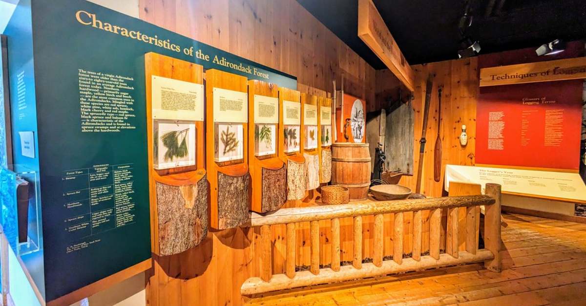 Wooden museum exhibit with sample of different tree bark and leaves