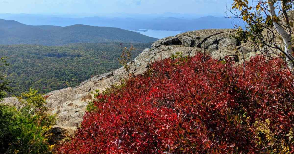 Red Bush on the summit of a mountain