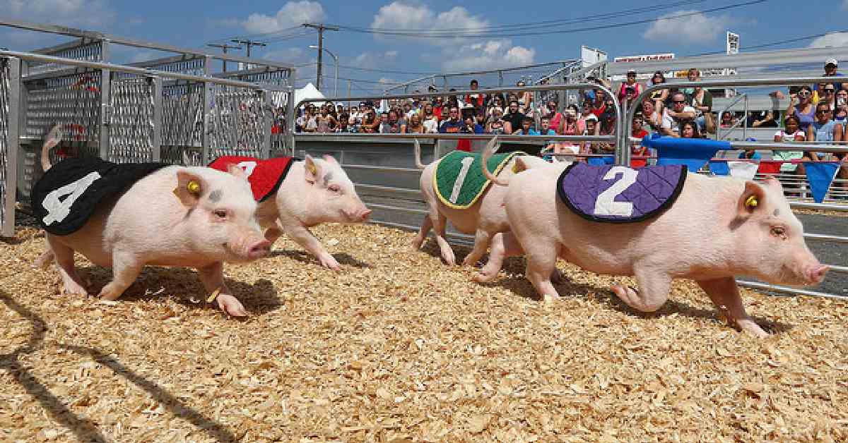 racing pigs