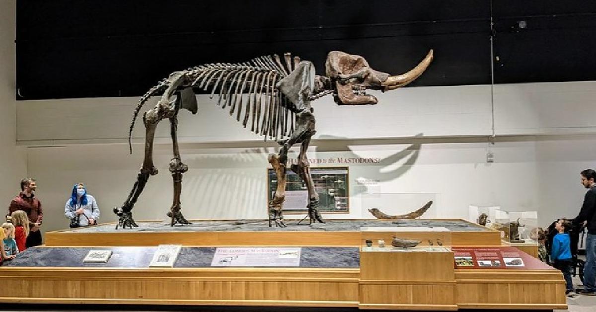 nys museum mammoth display