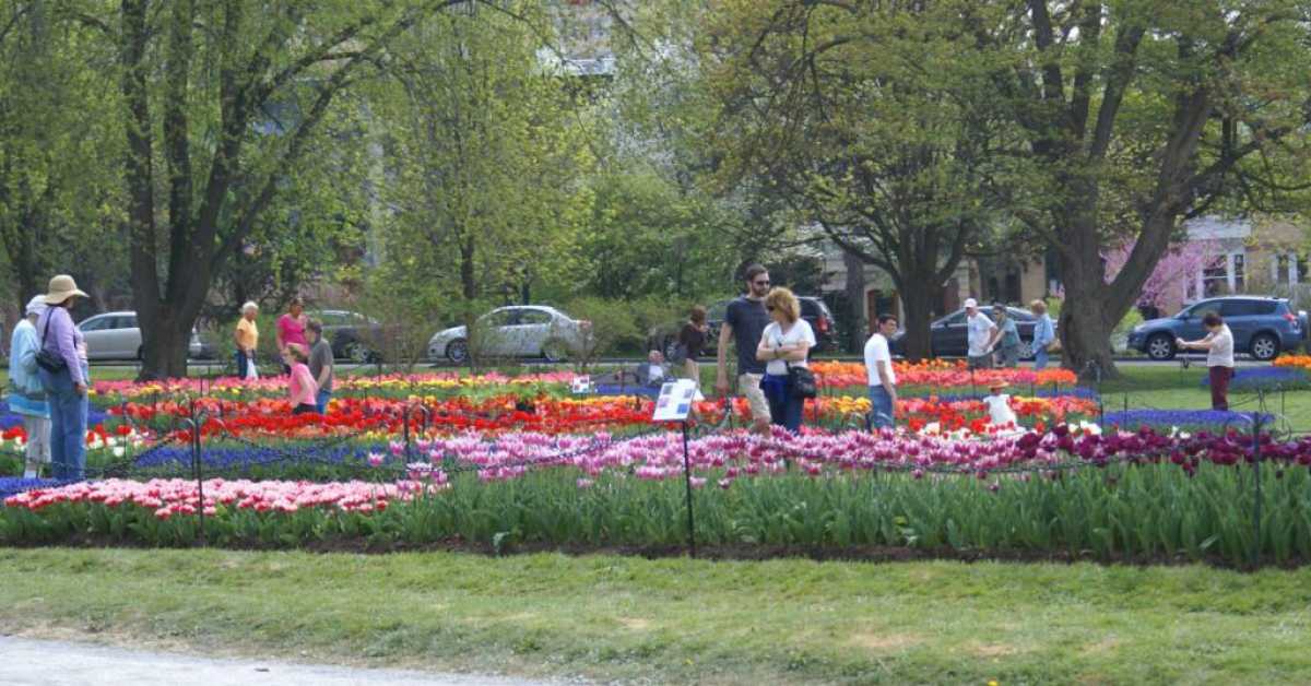 people walking near tulip beds in a park