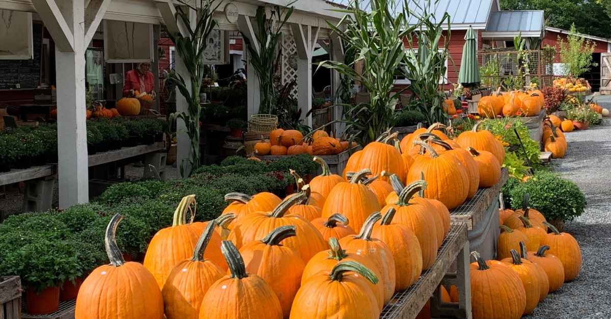 Pumpkins placed out over a table next to other plants in front of a red barn/shop