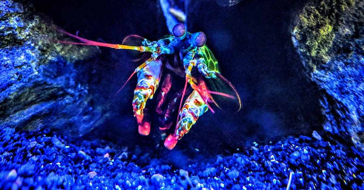 colorful crustacean