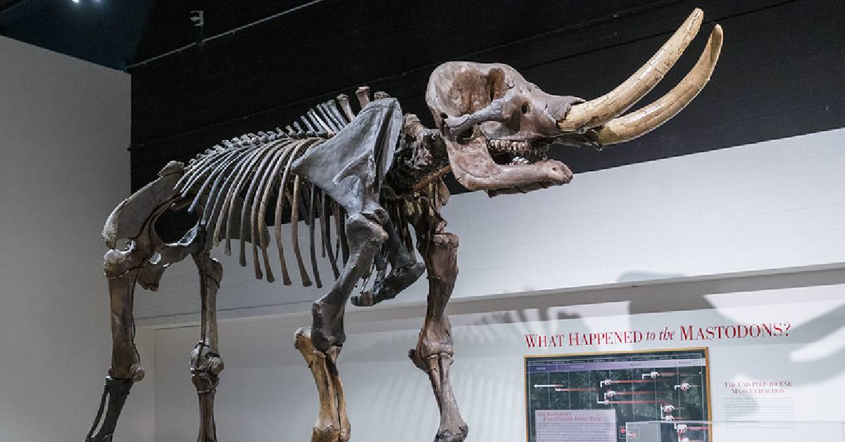 giant mastodon skeleton in a museum