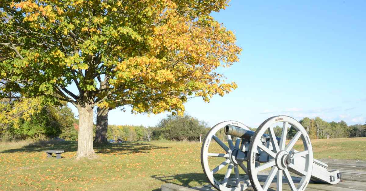 Cannon next to tree with green and yellow leaves