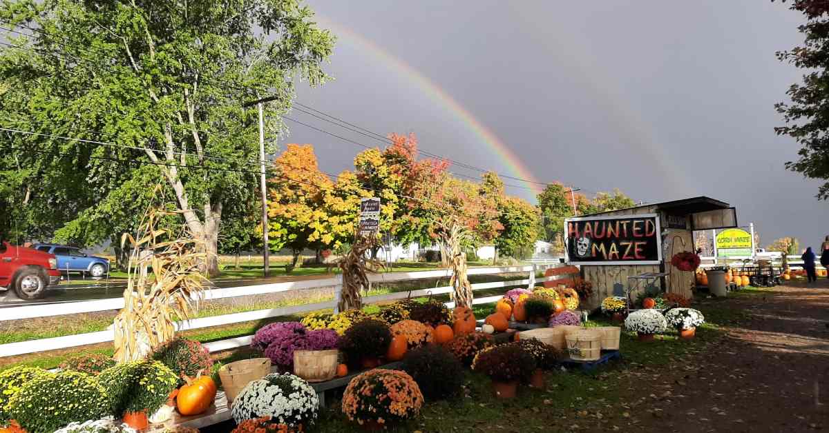 Picture of flowers for sale on a farm with fall trees and a rainbow in the background