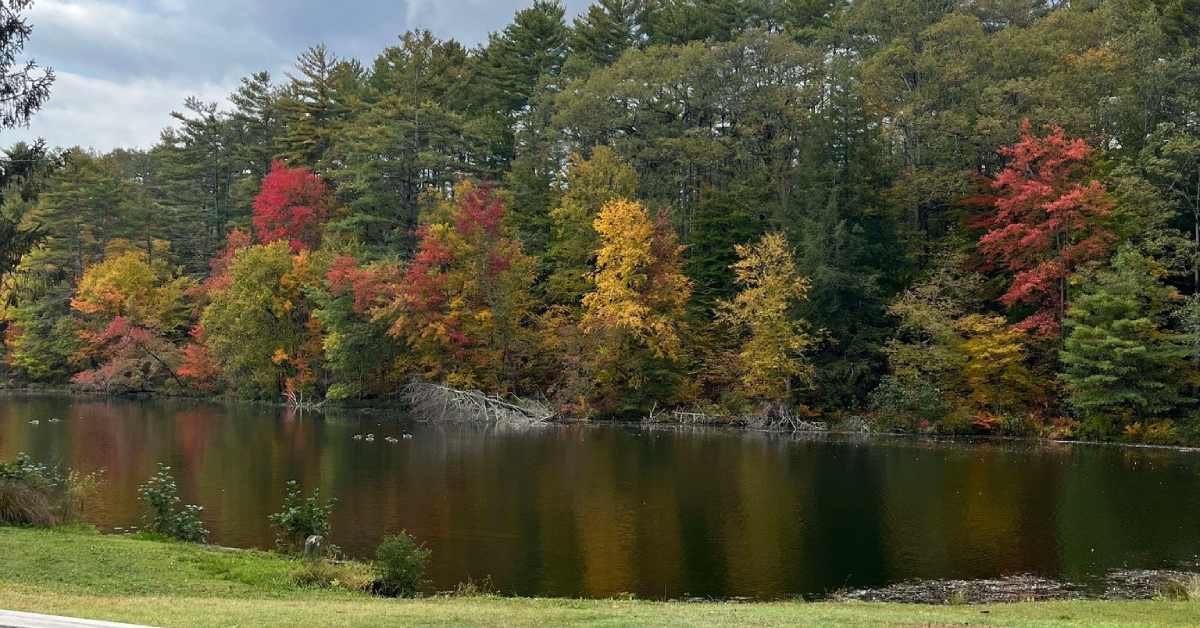 Lake with fall-colored trees behind it