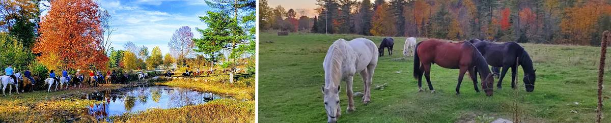 circle b ranch horses in fall