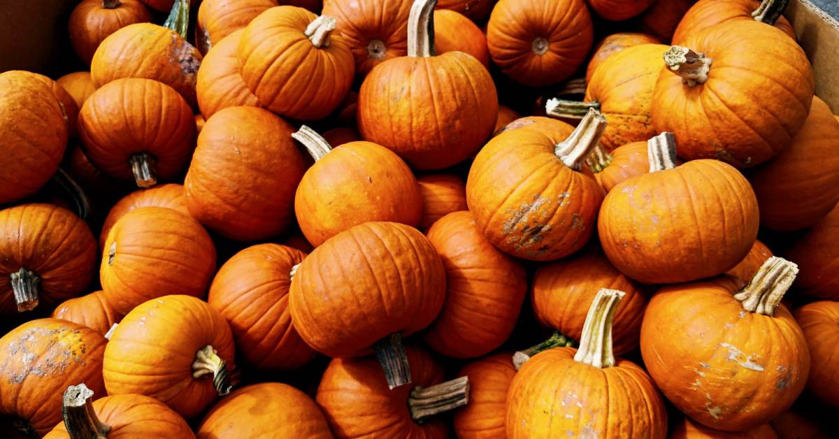 orange pumpkins in a pile