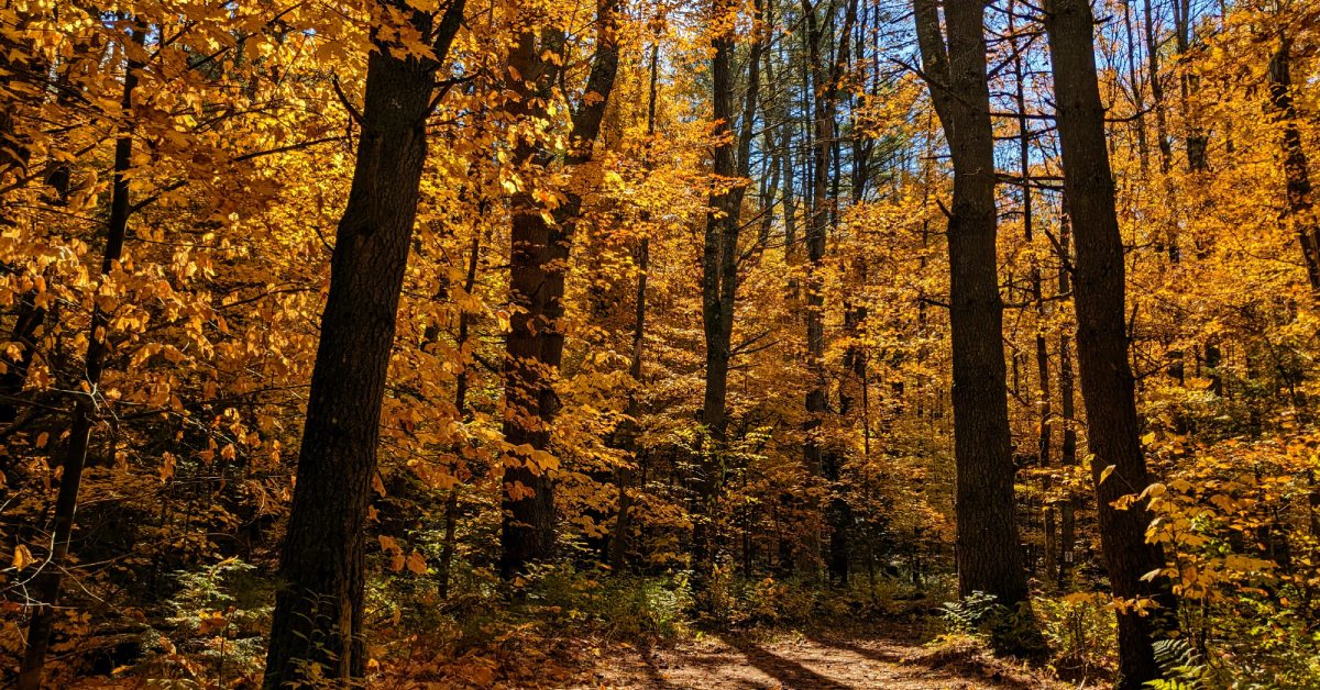 fall foliage at rush pond trail in queensbury