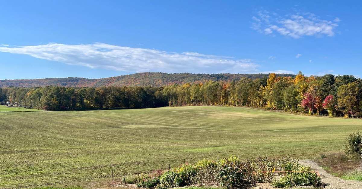 open field with trees in the back