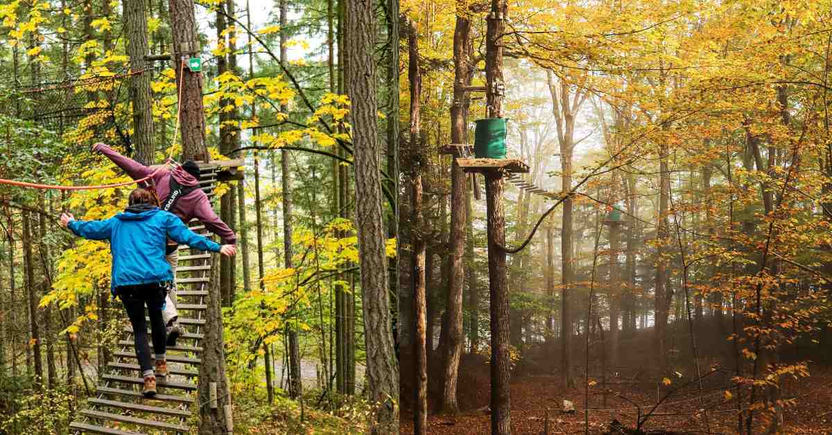 side by side photos of fall leaves and trees with people on tree course