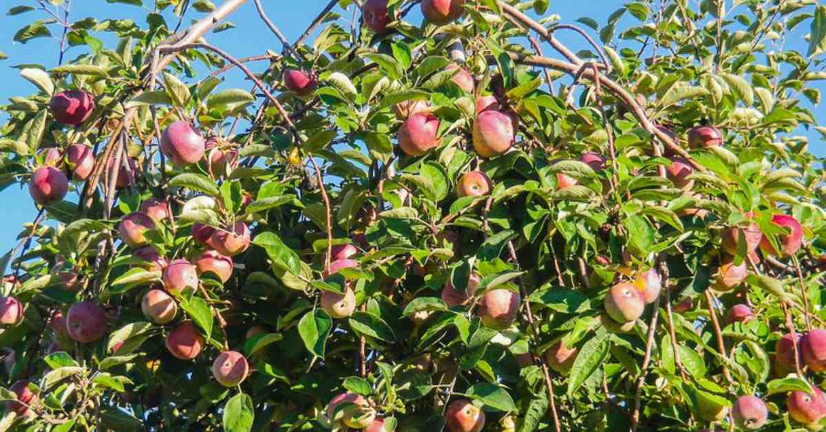 apples on a tree