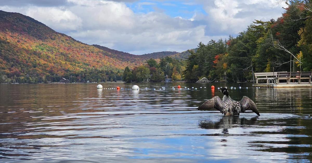 loon in lake with fall foliage background