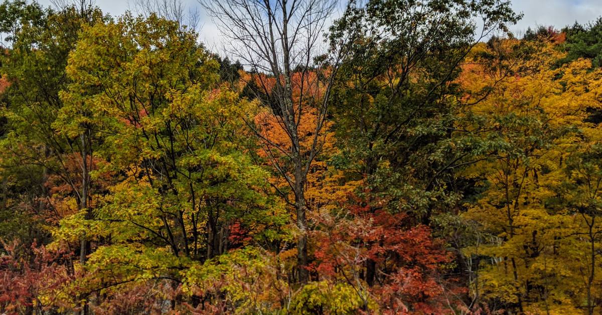 fall foliage trees by side of the road