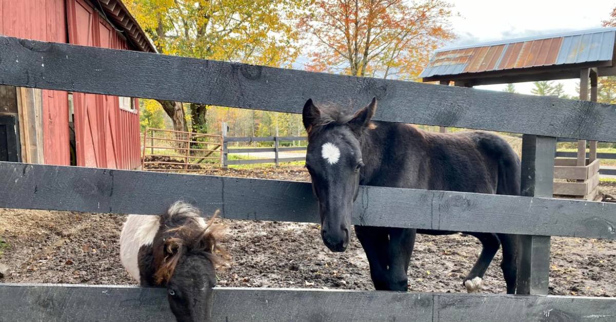 horses with fall foliage in background