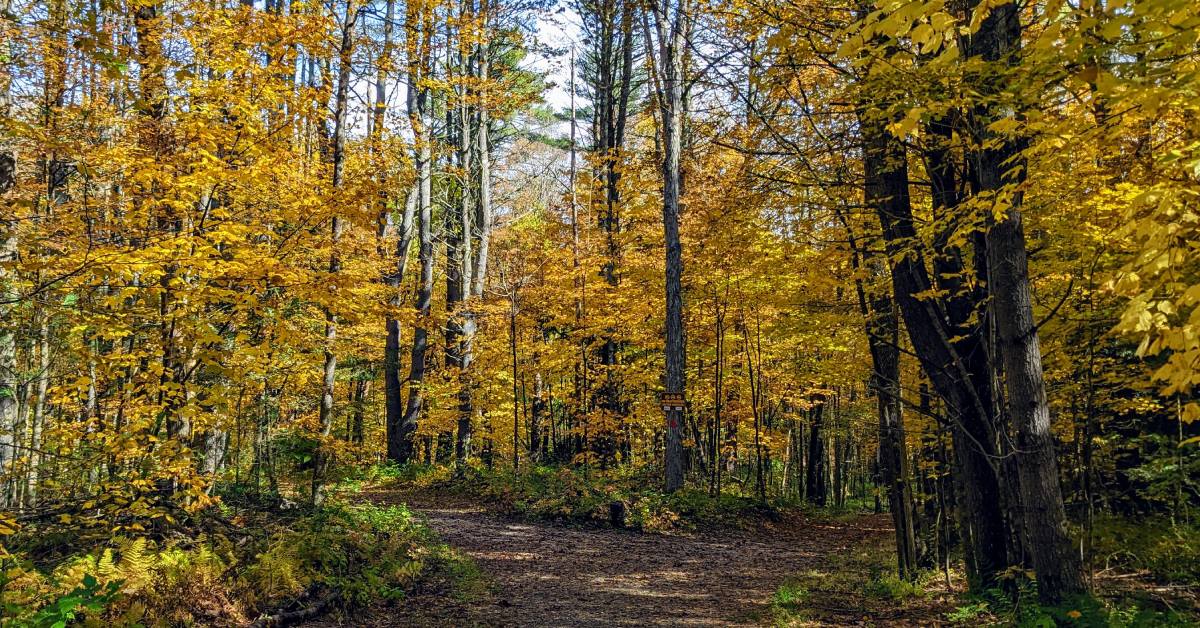 yellow foliage on rush pond trail in queensbury