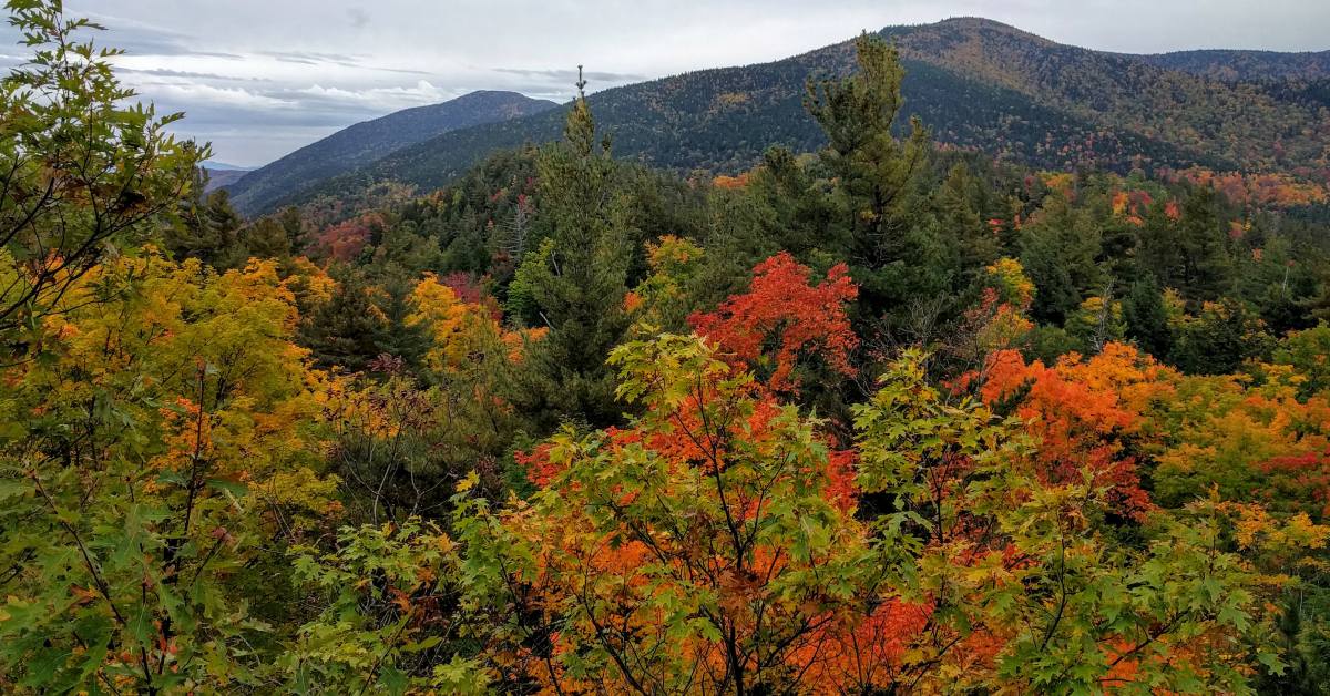 fall foliage in trees