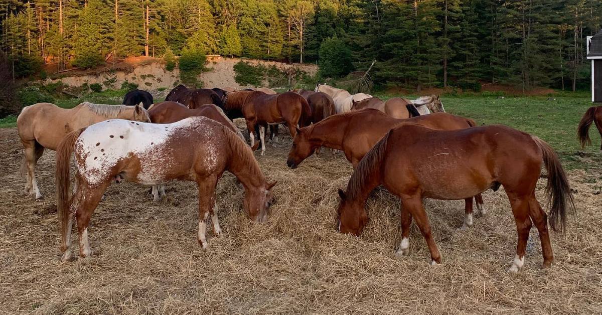 horses at mountain view rocking b ranch eating