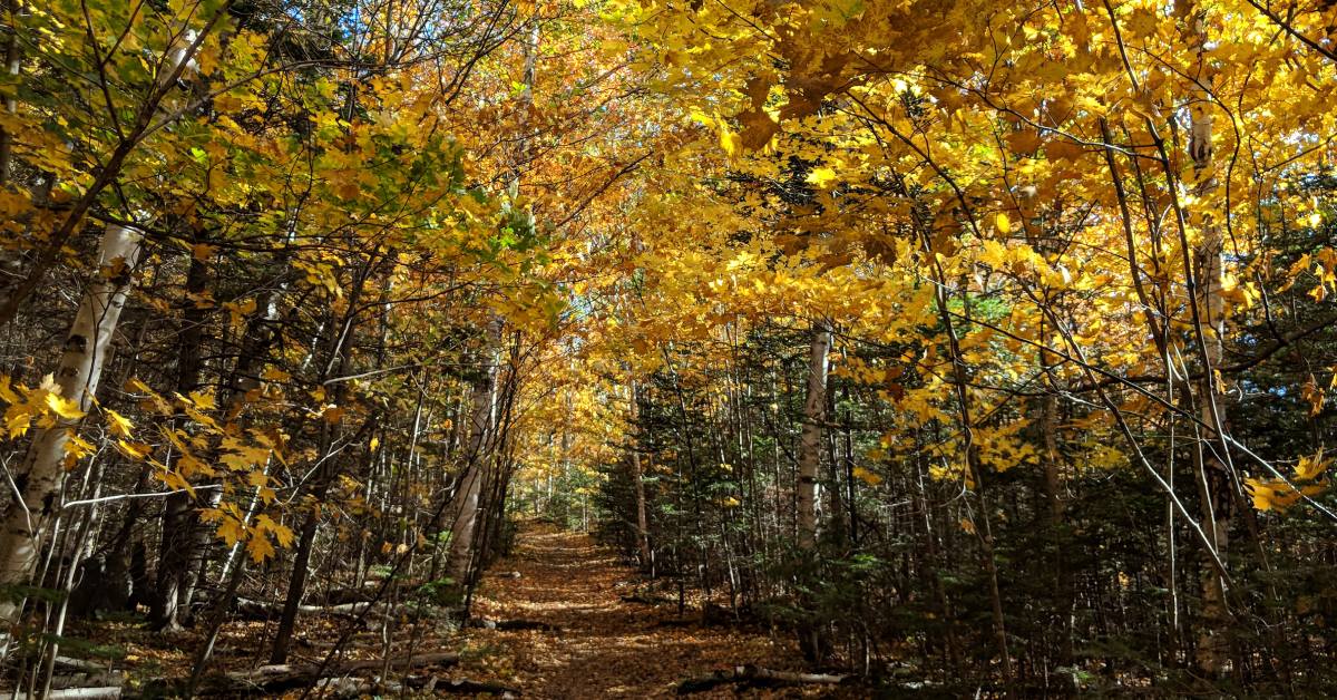 yellow foliage on trail in woods