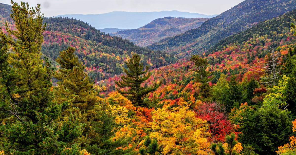 peak foliage