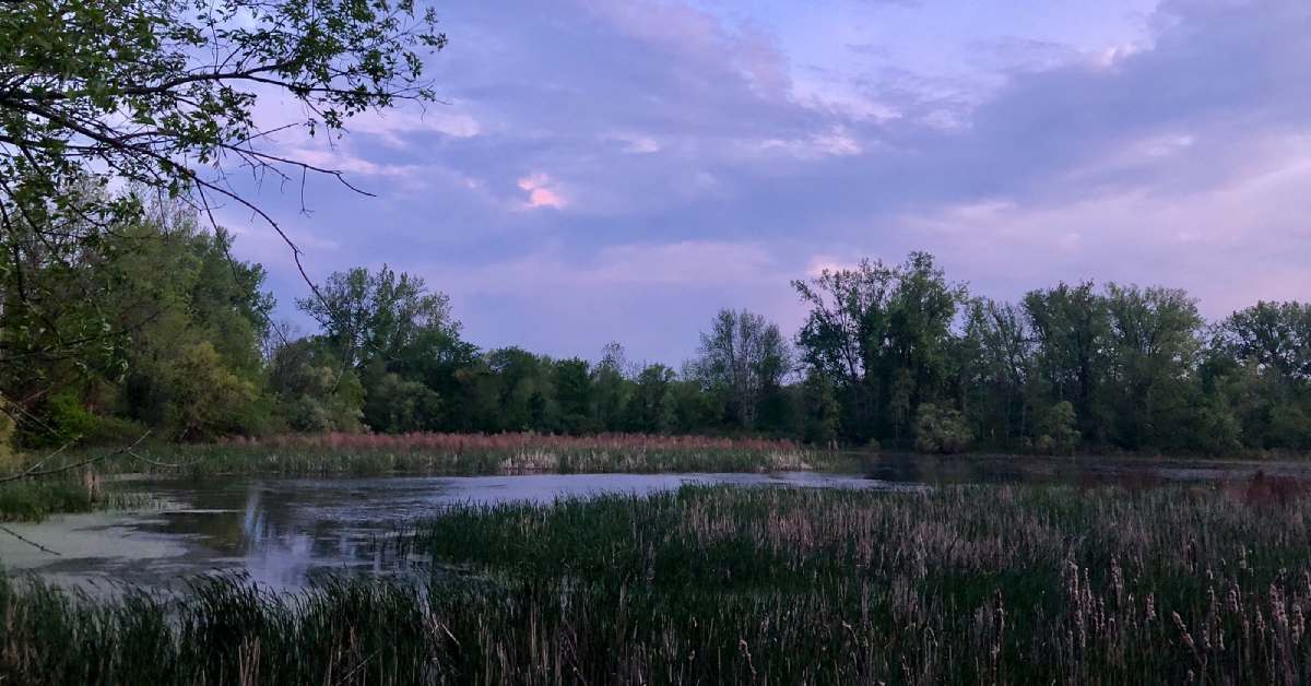 nature preserve with purple sky in the evening