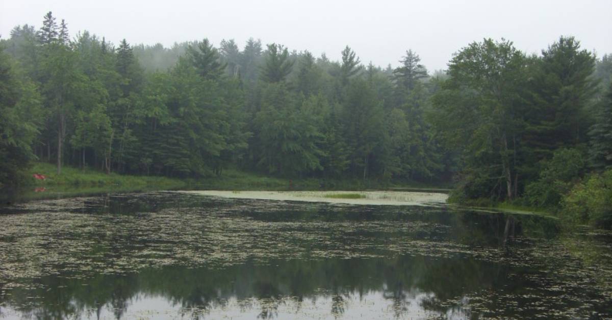 trees by lake