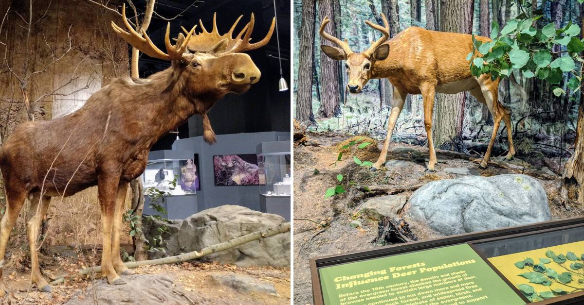 moose and deer exhibits at new york state museum