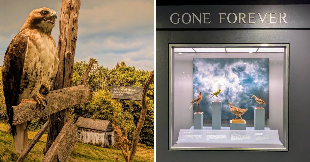 red tailed hawk display and extinct bird display in new york state museum