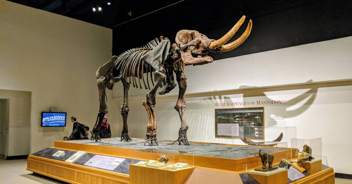 mastedon display at the new york state museum