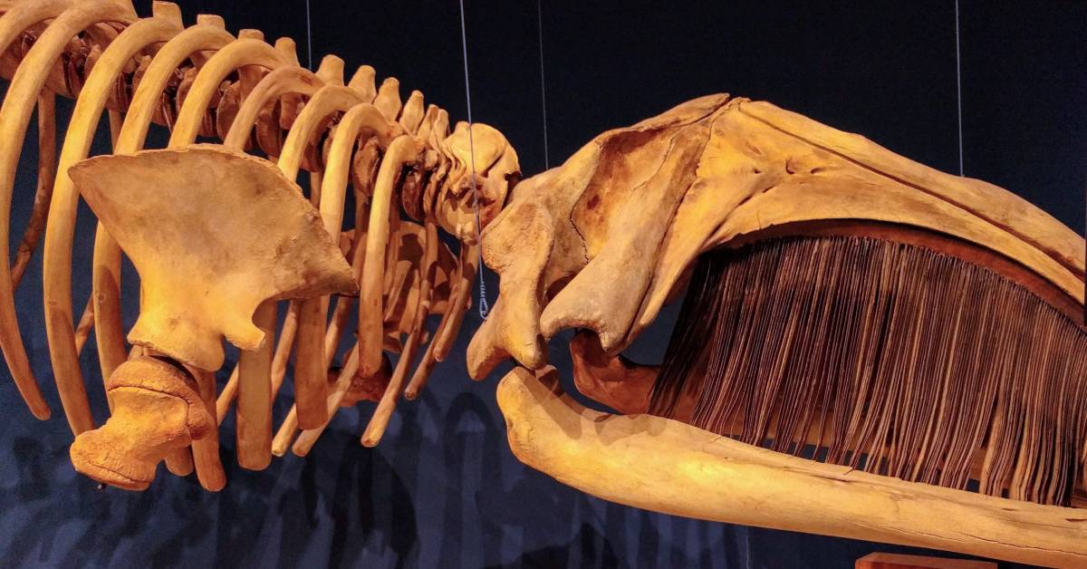 right whale skeleton at new york state museum