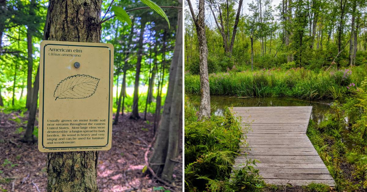 plant signage on tree on left, platform at observation deck to brook on right