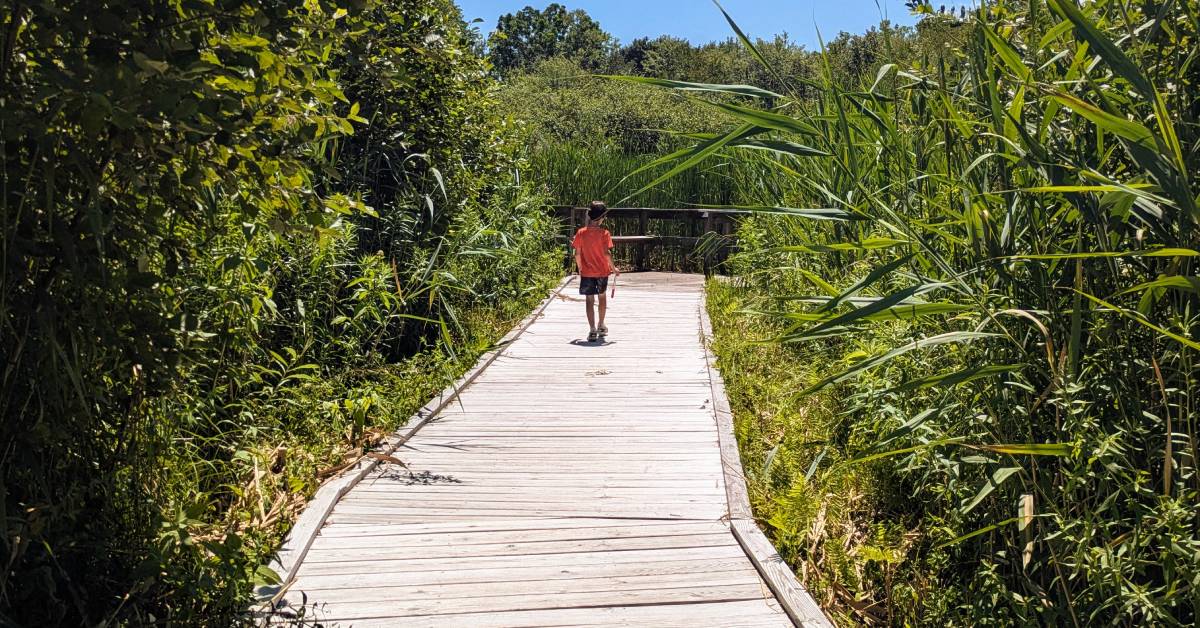 walkways through wetlands at hovey pond park