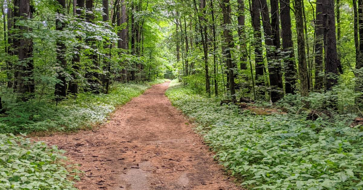 trails in cole's woods