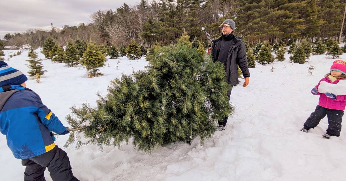 family getting christmas tree