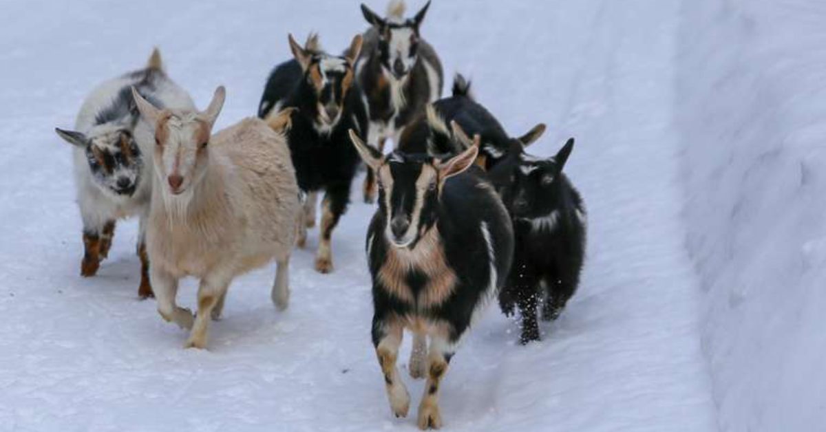 herd of goats walking on a snowy path