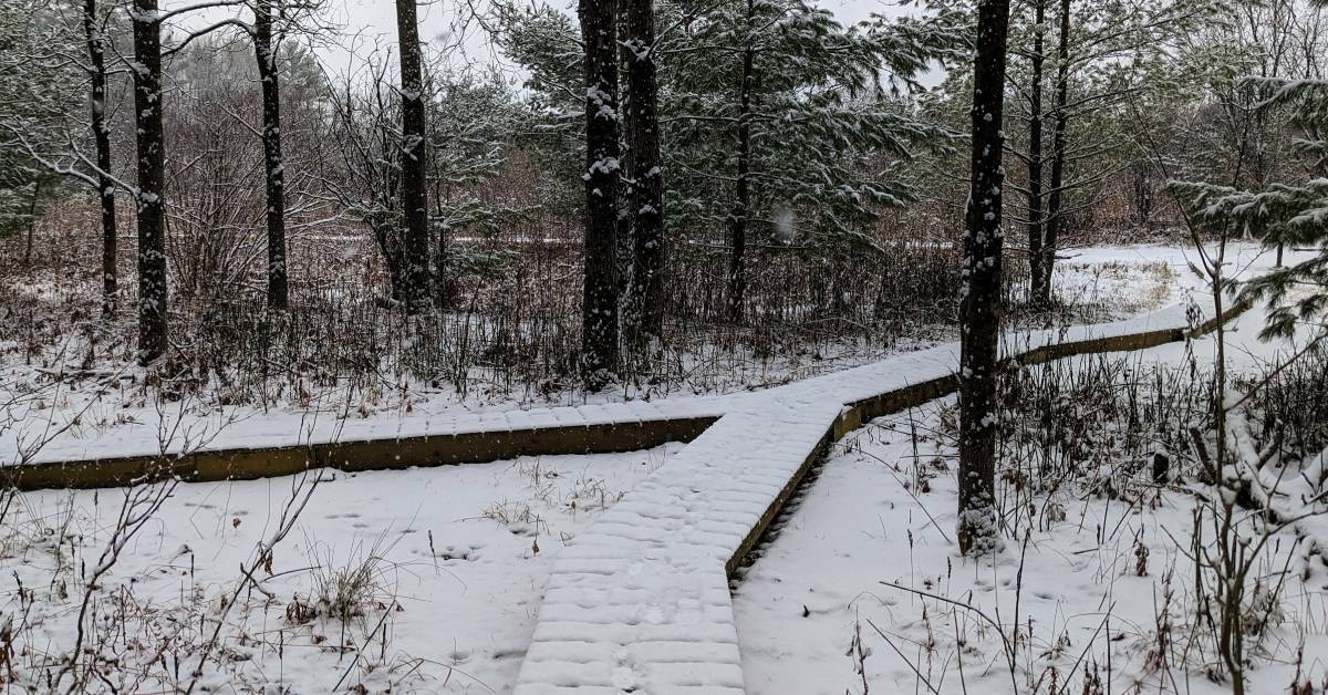 wooded paths in woods in winter