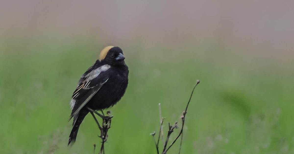 a black bird with yellow head