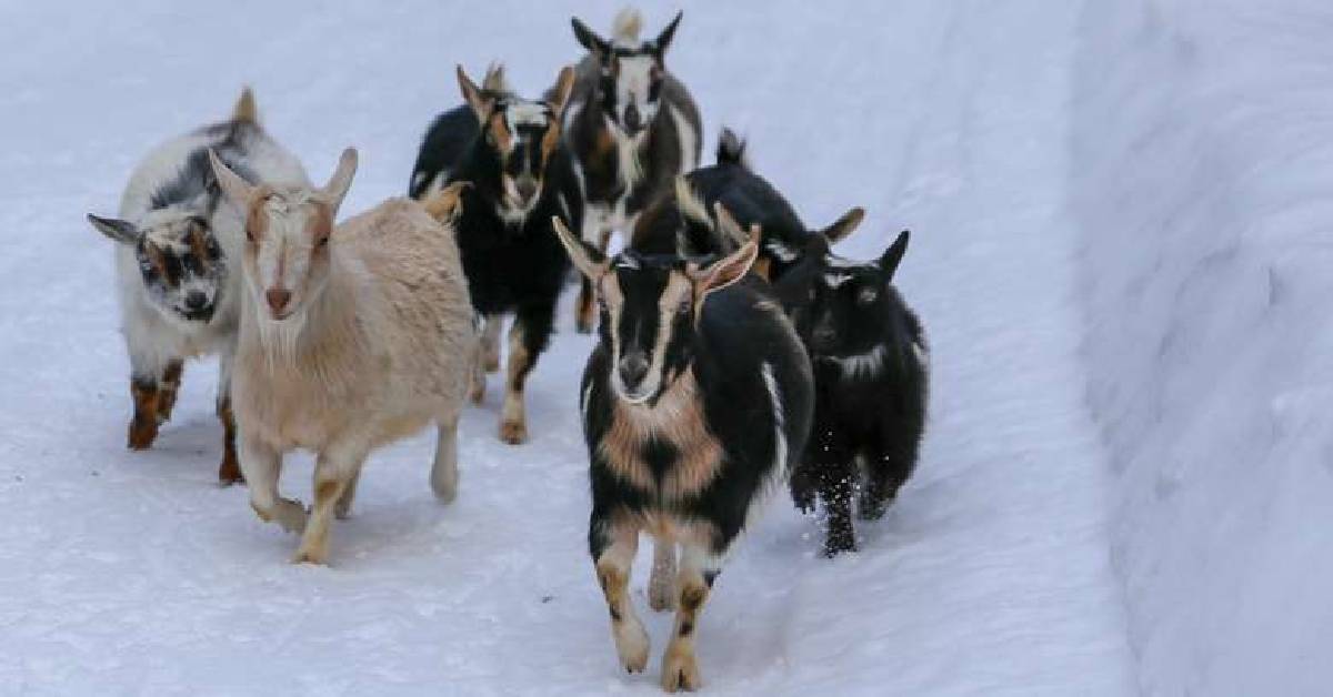 goats running in snow