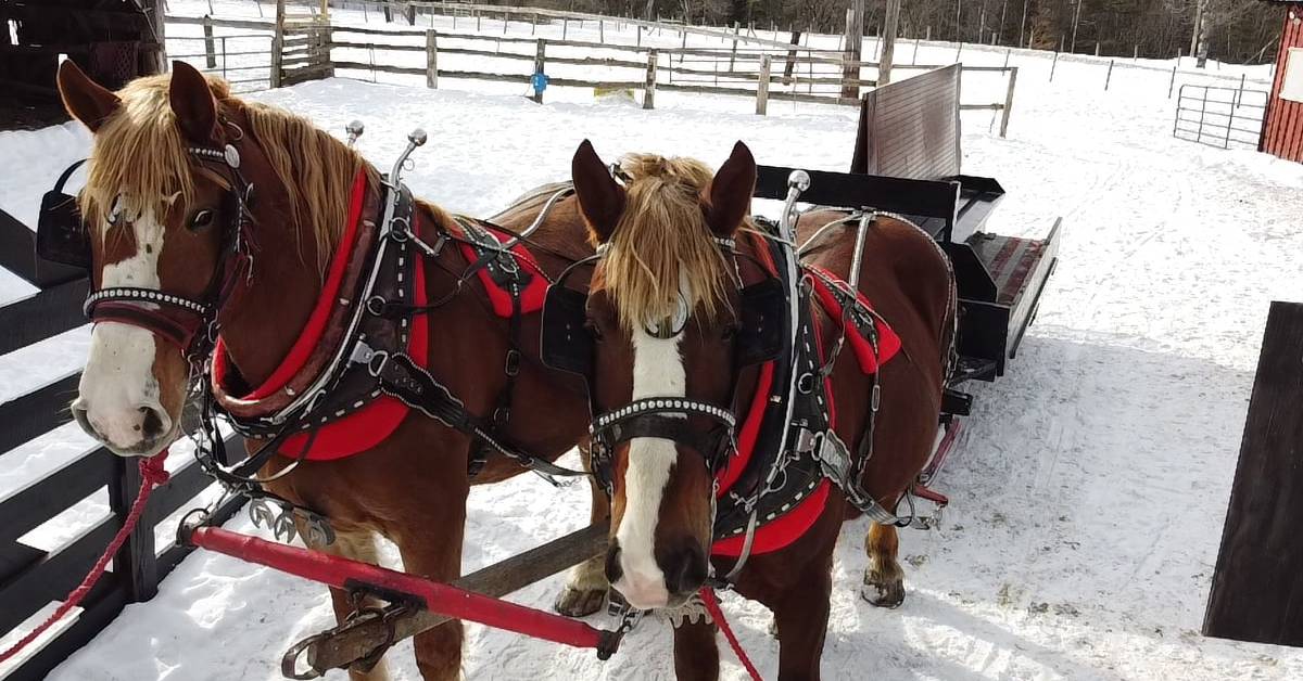 two horses ready to pull a sleigh