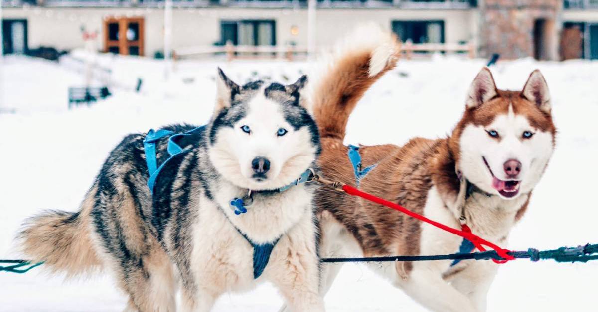 two dog sledding dogs